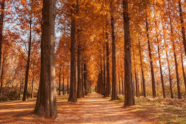 20 DAWN REDWOOD Tree Metasequoia Glyptostroboides Conifer Seeds